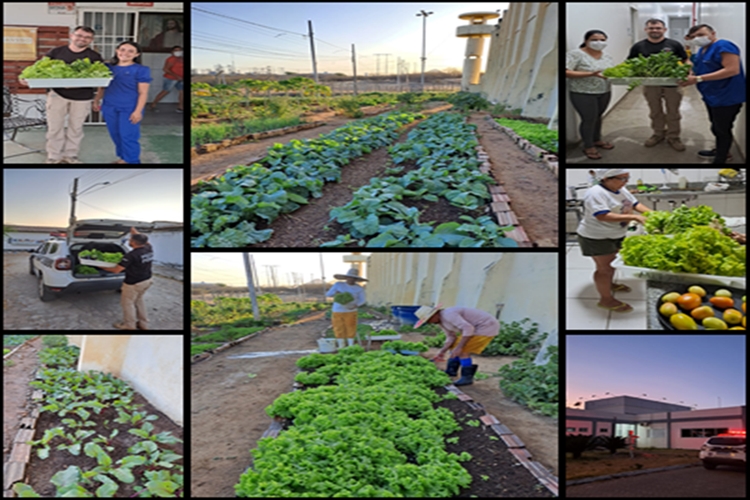 Hortas do Presídio Romero Nóbrega beneficiam população carcerária e instituições da cidade de Patos