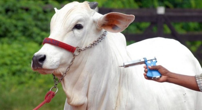 Segunda etapa de vacinação contra febre aftosa vai até o dia 30