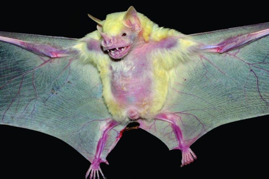 Fêmea de morcego albino grávida é registrada, em Santa Terezinha