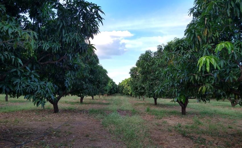 Fazenda Tamanduá oferece vagas de trabalho para pessoas com deficiência