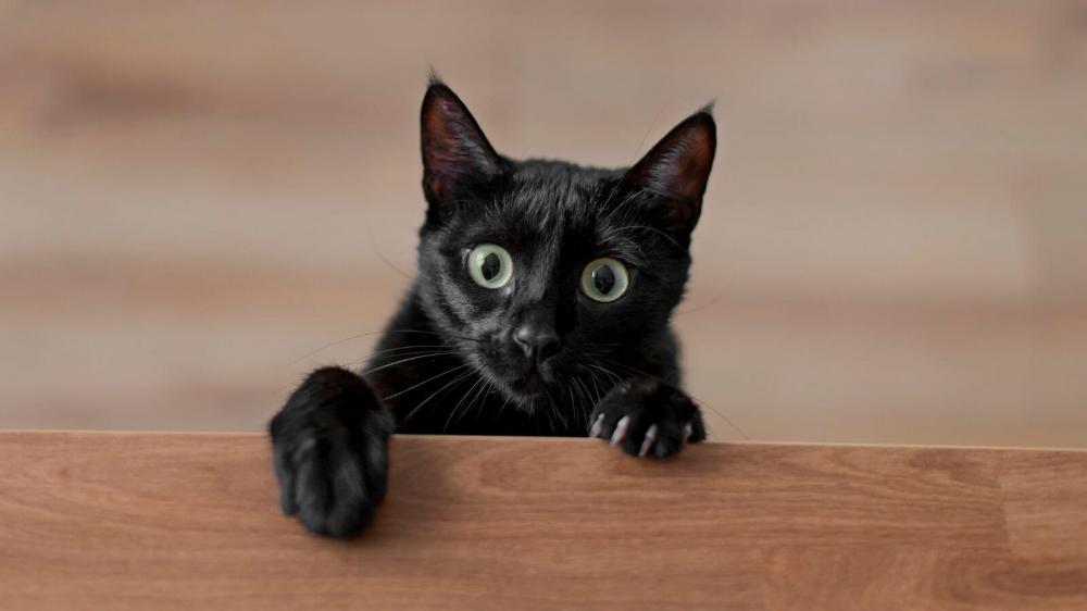 Paraíba tem aumento de mais de 80% de casos da ‘doença dos gatos’ em 2023; mortes já foram registradas no estado