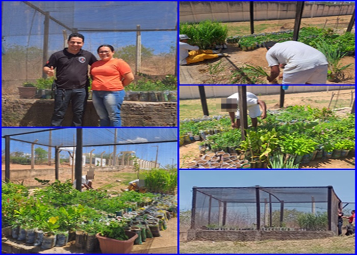 Projeto de ressocialização cultiva em estufa vários tipos de plantas no Presídio Procurador Romero Nóbrega, em Patos