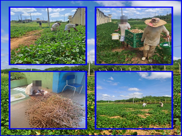 Reeducandos da Penitenciária Procurador Romero Nóbrega iniciam a colheita do feijão; alimento é consumido na unidade prisional