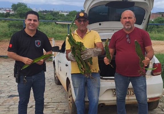 Prefeitura de São Mamede faz a doação de mudas de pitaia para o cultivo na horta da Penitenciária Procurador Romero Nóbrega
