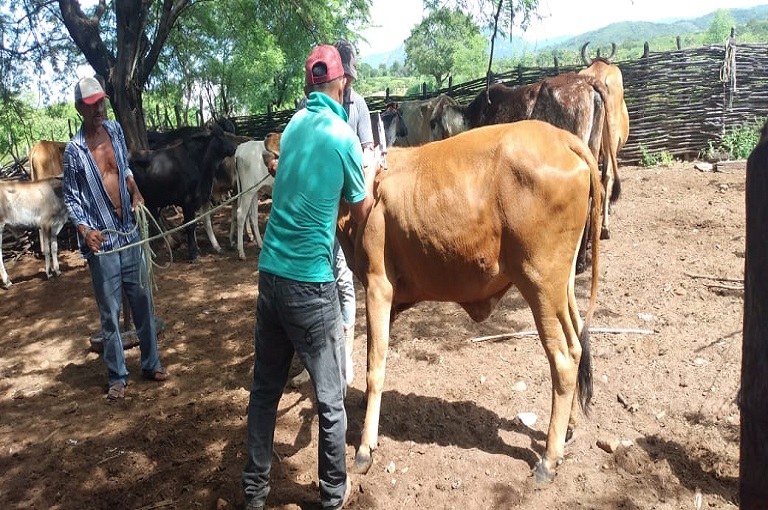 Governo da Paraíba antecipa vacinação contra febre aftosa e busca elevar o status a zona livre sem vacinação