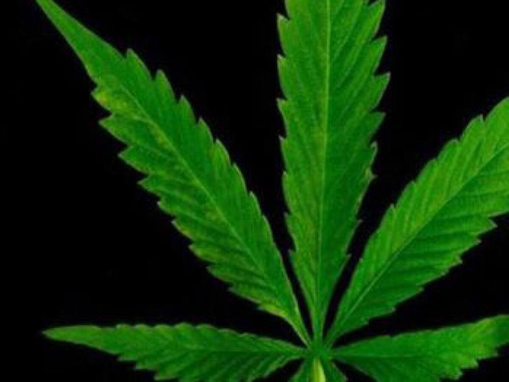 STF define 40 g como limite para porte de maconha para uso pessoal