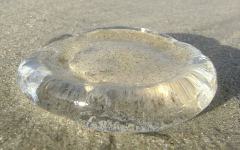 Em João Pessoa: Mais de 100 pessoas tiveram queimaduras causadas por animais marinhos