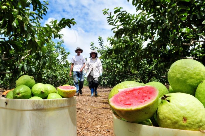 Goiaba produzida em Carlópolis recebeu selo do INPI - (Foto: Agência Brasília)