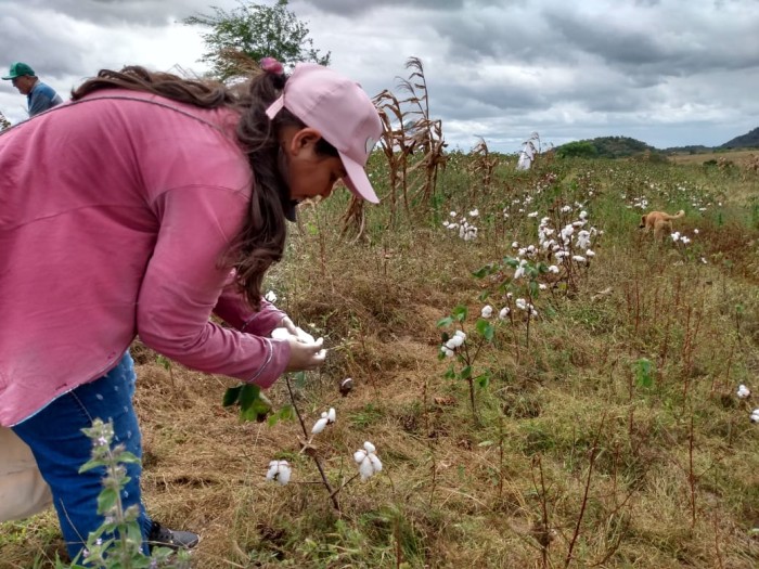 Agricultores da Agrovila Águas de Acauã começam colheita de algodão do roçado coletivo
